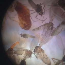 Coverage of Research on Configuring LEDs to Reduce Insect Attraction