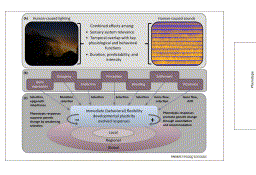 A framework to assess evolutionary responses to anthropogenic light and sound