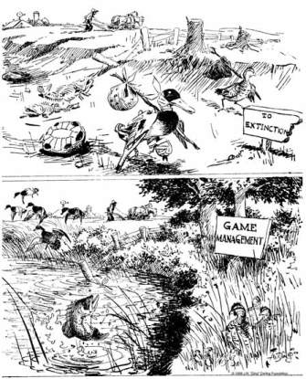 Cartoonist Ding Darling illustrated the need for scientific game management in the early decades of the 1900s.