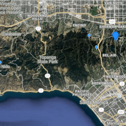 The Californians: Western Gray Squirrel edition