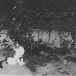 No, Chicago, Feral Cats Don’t Control Rats