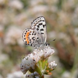 El Segundo Blue is a full species