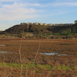 Wildness in Our City