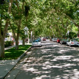 An Urban Forest for the Birds