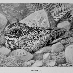 Encounter with a Common Poorwill