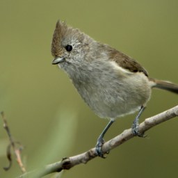 Oak Titmouse: Royalty in the Canopy