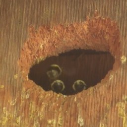 A Buzz for the Season